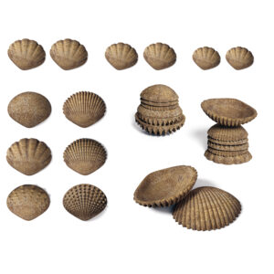 Tactile Shells - Eco-Friendly - 36 Pieces, 6 Textures, 3 Sizes - Ages 18m+