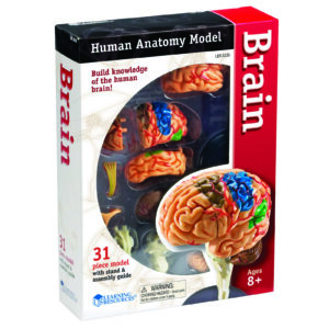 Brain Anatomy Model, 31 Pieces