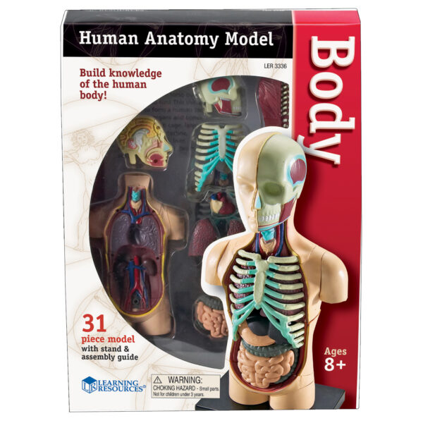 Human Body Anatomy Model, 31 Pieces