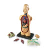 Human Body Anatomy Model, 31 Pieces