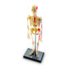 Human Skeleton Model, 41 Pieces