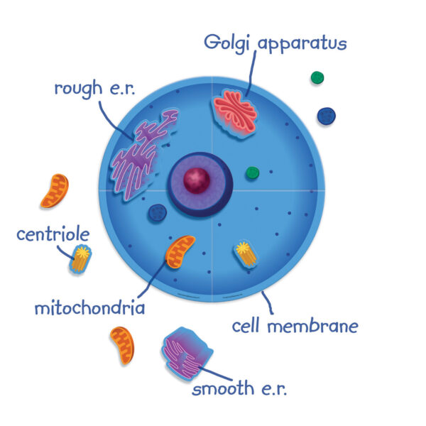 Giant Magnetic Animal Cells