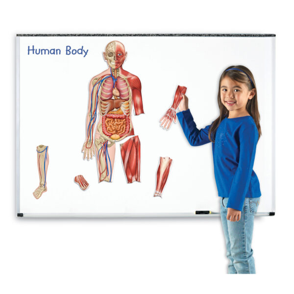 Double-Sided Magnetic Human Body Set, 17 Pieces