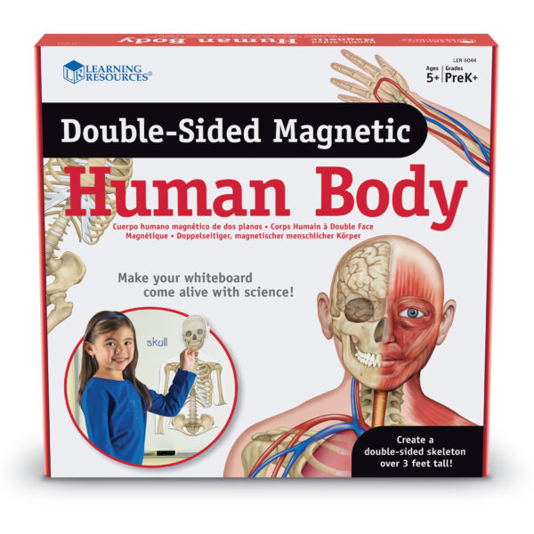 Double-Sided Magnetic Human Body Set, 17 Pieces