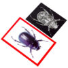 Insect X-rays and Picture Cards, Pack of 36