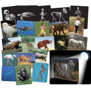 Whats Inside Animals Card Set