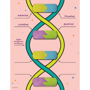 DNA Builder, 9 Pieces