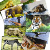 Wild Animals Poster Set, Set of 10