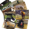 Farm Animal Real Life Learning Poster Set, Set of 10