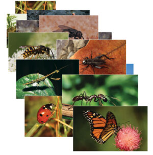 Insects & Bugs Real Life Learning Poster Card Set, Set of 14