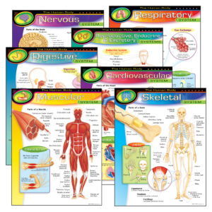 The Human Body Learning Charts Combo Pack, Set of 7