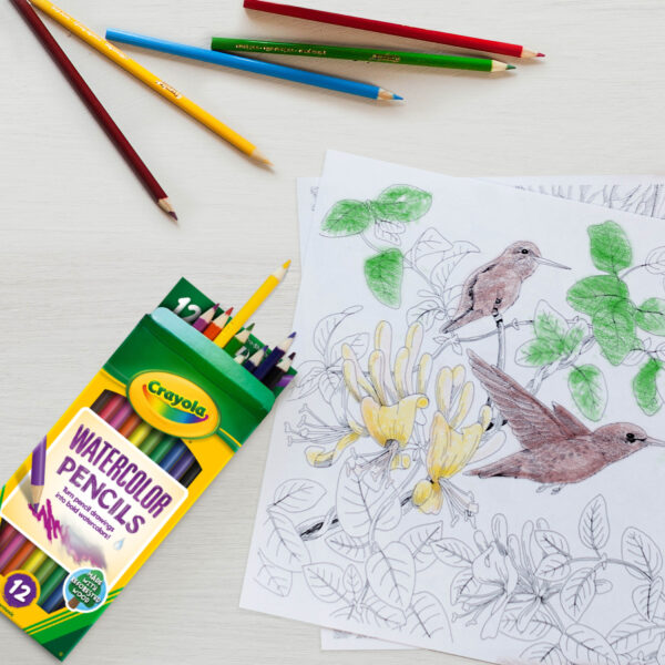 Watercolor Pencils, 12 Per Box, 6 Boxes