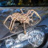 Spider 3D Wooden STEM Construction Kit