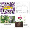 All About Plants Book Set, Set of 5