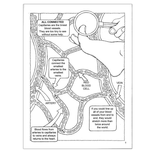 ERSDP-468216-6_4.jpg My First Human Body Coloring Book, Pack of 6