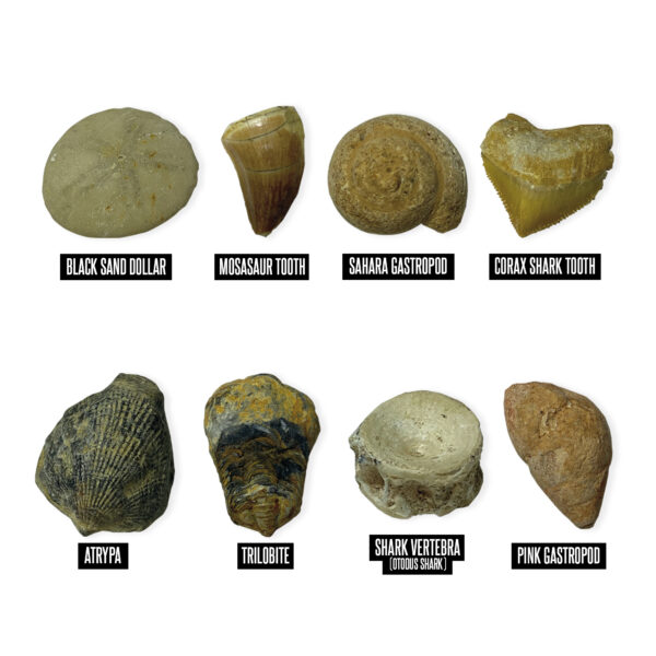 ERSEI-5340_2.jpg GeoSafari Jr. Fossil Excavation Kit
