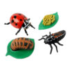 ERSILP6090-2_2.jpg Ladybug Life Cycle Stages, 4 Per Set, 2 Sets