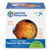 Soft Foam Cross-Section Eye Model
