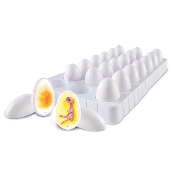 ERSLER2733_3.jpg Chick Life Cycle Exploration Set
