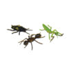 Insects, 5", Set of 10