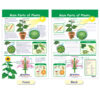 All About Plants Bulletin Board Charts, Set of 5