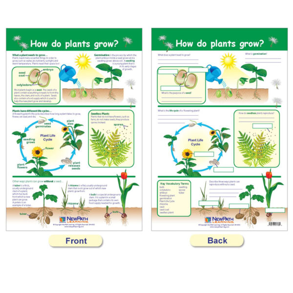 All About Plants Bulletin Board Charts, Set of 5
