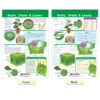 All About Plants Bulletin Board Charts, Set of 5