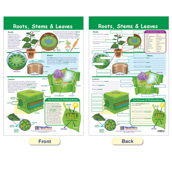 All About Plants Bulletin Board Charts, Set of 5