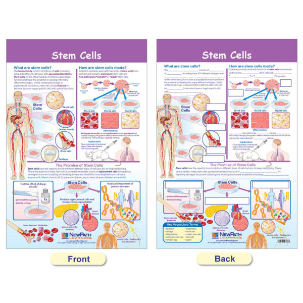 ERSNP-947001_1.jpg Cells Bulletin Board Chart Set, Grades 3-5