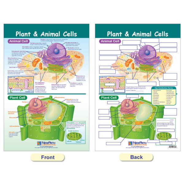 ERSNP-947001_4.jpg Cells Bulletin Board Chart Set, Grades 3-5
