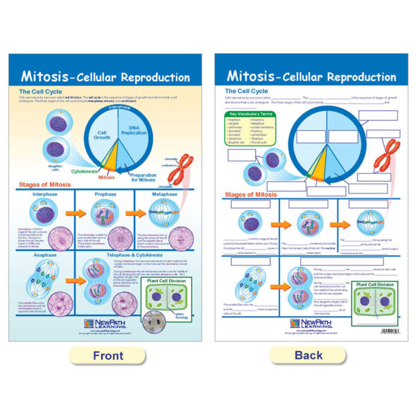 ERSNP-947001_7.jpg Cells Bulletin Board Chart Set, Grades 3-5