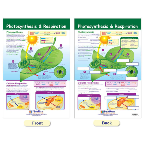 ERSNP-947001_8.jpg Cells Bulletin Board Chart Set, Grades 3-5