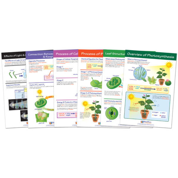 94-7016 Photosynthesis Bulletin Board Chart Set, Grades 3-5