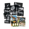ERSR-5910.jpg Animal X-Ray Set, Set of 14