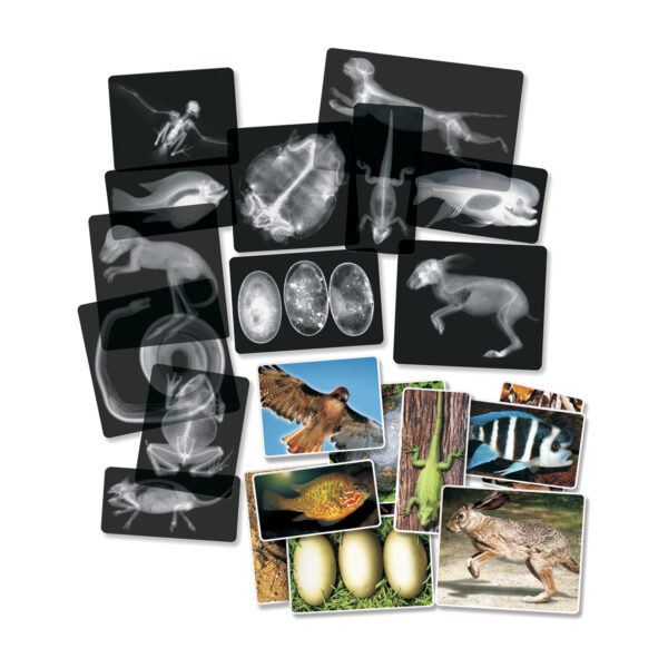 ERSR-5910.jpg Animal X-Ray Set, Set of 14