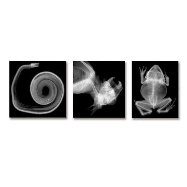 ERSR-5910_1-3.jpg Animal X-Ray Set, Set of 14