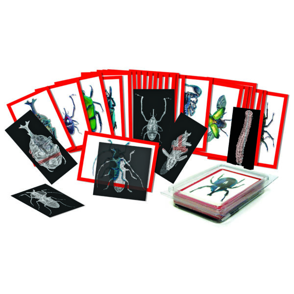 ERSR-5912.jpg Insect X-rays and Picture Cards, Pack of 36