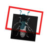 ERSR-5912_1-2.jpg Insect X-rays and Picture Cards, Pack of 36