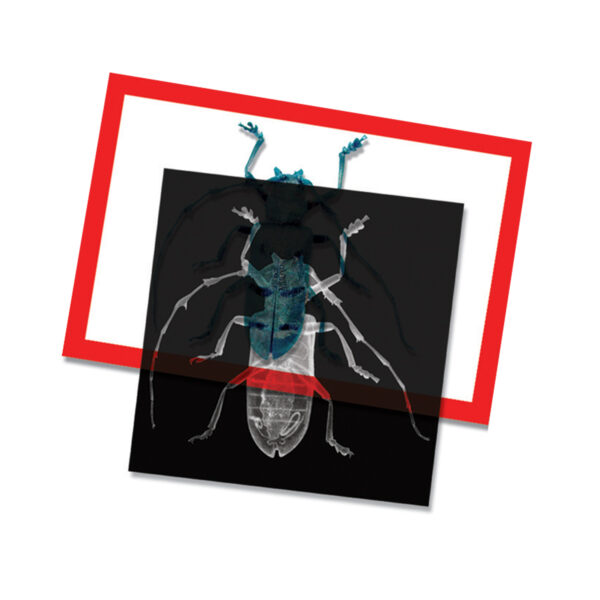 ERSR-5912_1-2.jpg Insect X-rays and Picture Cards, Pack of 36