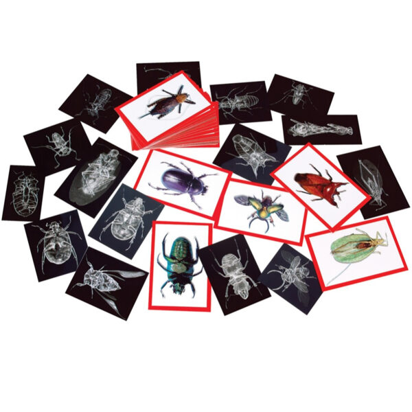 ERSR-5912_2.jpg Insect X-rays and Picture Cards, Pack of 36