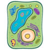 See-Through Plant Cell Builder