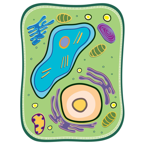 See-Through Plant Cell Builder