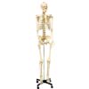 Life Size Human Skeleton Model with Key, Rod Mount