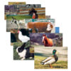 ERSSLM152.jpg Farm Animal Real Life Learning Poster Set, Set of 10