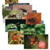 Insects & Bugs Real Life Learning Poster Card Set, Set of 14