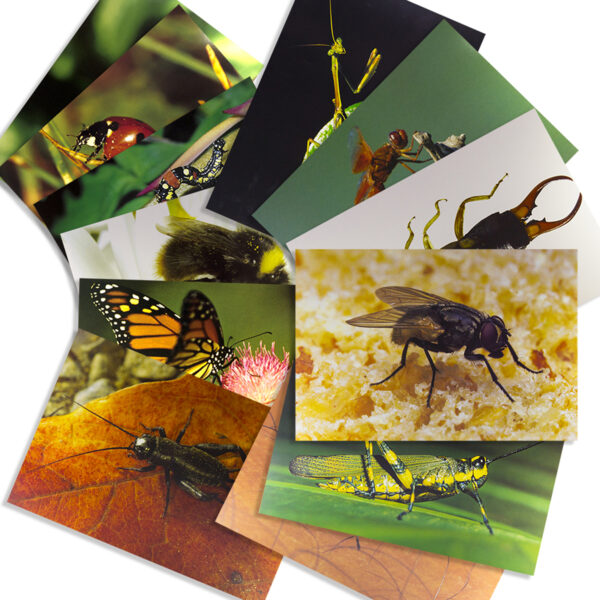 Insects & Bugs Real Life Learning Poster Card Set, Set of 14