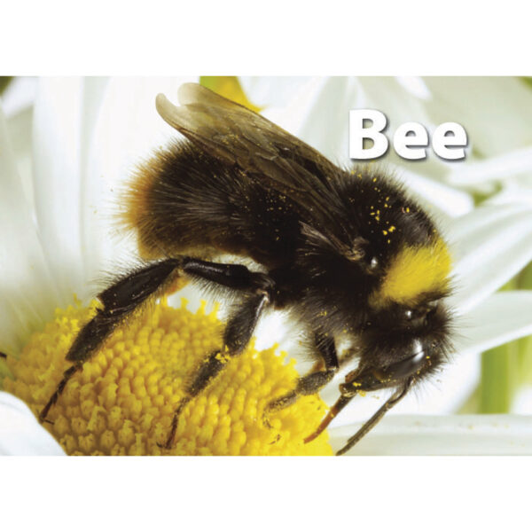 ERSSLM223-3_2.jpg Photographic Memory Matching Game, Insects & Bugs, Pack of 3