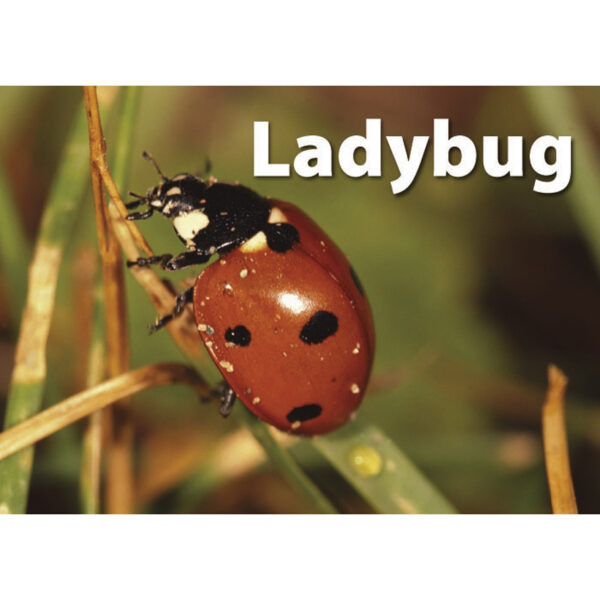 ERSSLM223-3_4.jpg Photographic Memory Matching Game, Insects & Bugs, Pack of 3