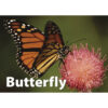 ERSSLM223-3_6.jpg Photographic Memory Matching Game, Insects & Bugs, Pack of 3