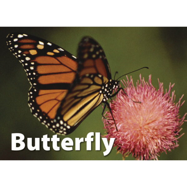 ERSSLM223-3_6.jpg Photographic Memory Matching Game, Insects & Bugs, Pack of 3
